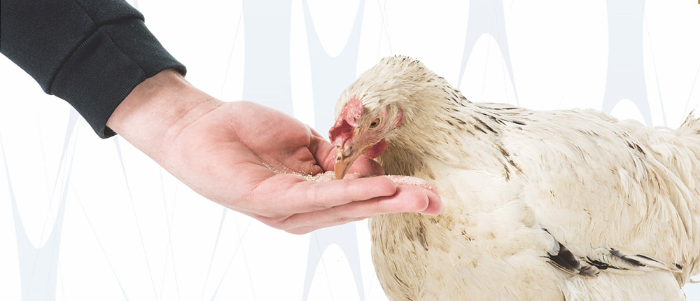 酵素混合物 可能促進雞隻生長表現與能量利用