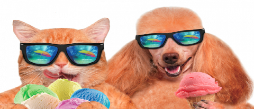 Pets have heat stress too - heat stroke in dogs and cats