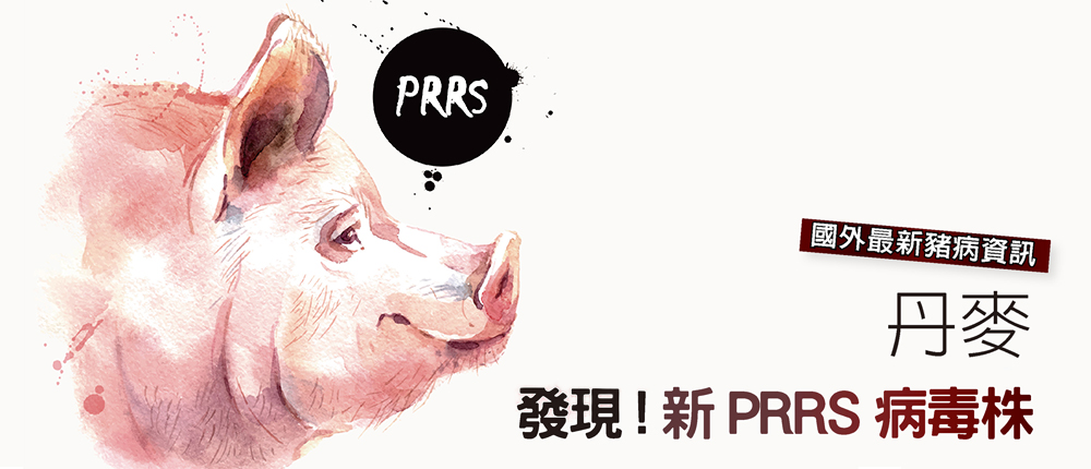 丹麥發現!新PRRS病毒株