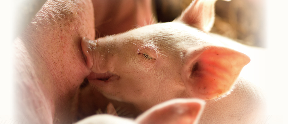 豬場常見消化道疾病之預防與控制