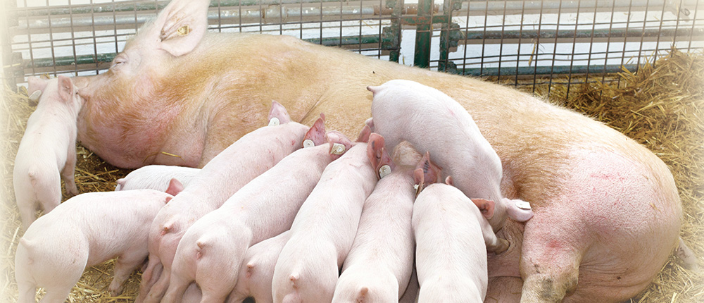 哺乳豬常見消化道疾病之預防策略