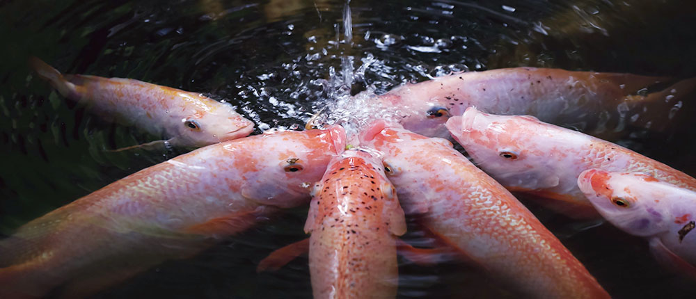 養魚先養水 益菌多重要