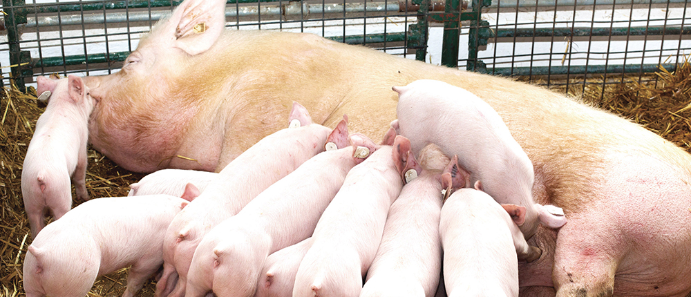 母豬轉換期的營養與生理需求