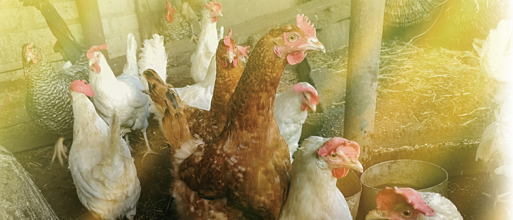禽舍產出的氨氣對人類與家禽健康及環境的影響