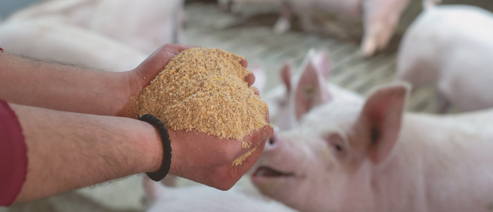 如何有效提高飼料蛋白質之消化率