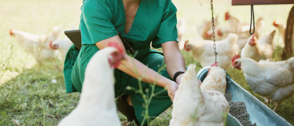 益生菌-對抗家禽壞死性腸炎的好夥伴 