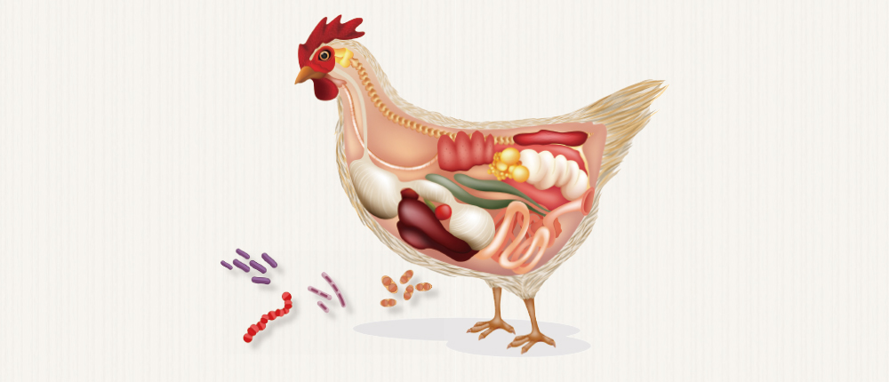 禽報站：球蟲與梭菌對腸道健康的影響