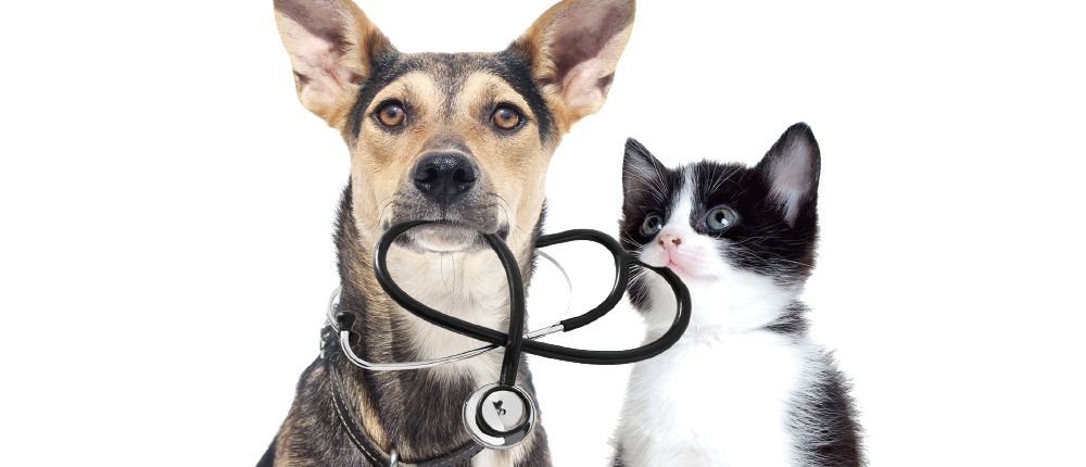 犬貓的慢性腎病Chronic Kidney Disease(CKD)
