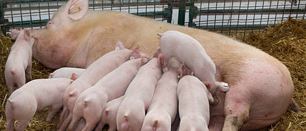 母豬繁殖障礙及預防控制