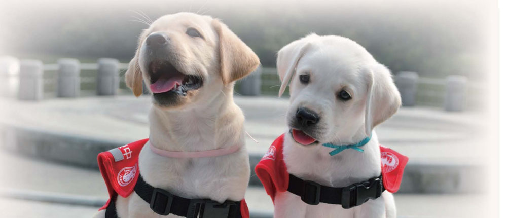 台灣導盲犬協會 邀請您一齊關懷導盲犬