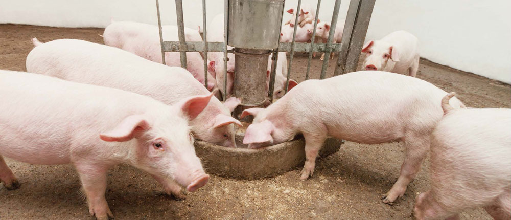 夏季動物採食量降低的因應對策