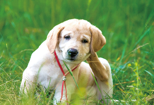 犬貓皮膚黴菌症 19年第九期 永鴻牧苑 永鴻國際生技 動物健康的保衛者 犬貓皮膚黴菌症 19年第九期 永鴻牧苑 永鴻國際生技 動物健康的保衛者